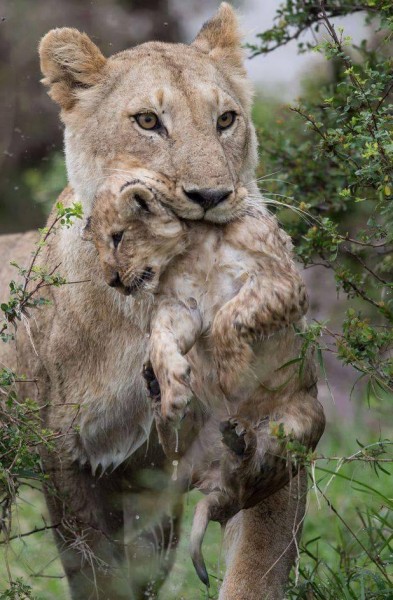 11836646_1000327483397535_5930214091481379073_n