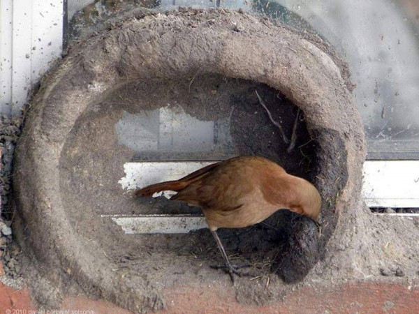 11846728_998893336874283_5487044677218535828_n