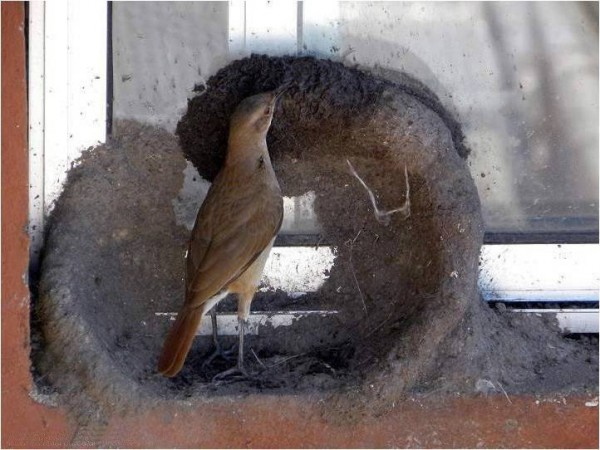 11866234_998892526874364_1471352827362709075_n