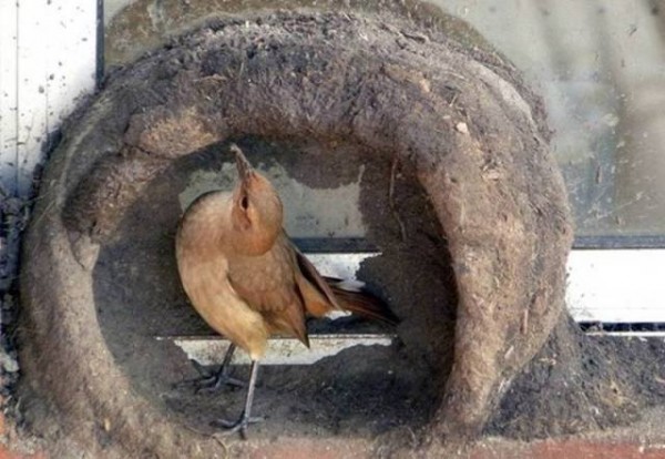 11866365_998893016874315_8236000245230120847_n