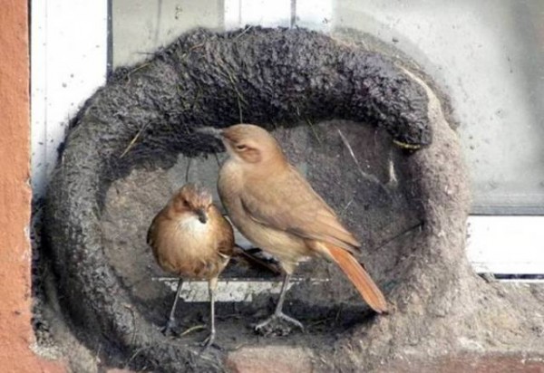 11866388_998892630207687_2317038776617870994_n