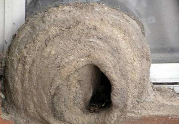 11885091_998893373540946_211782300057482331_n