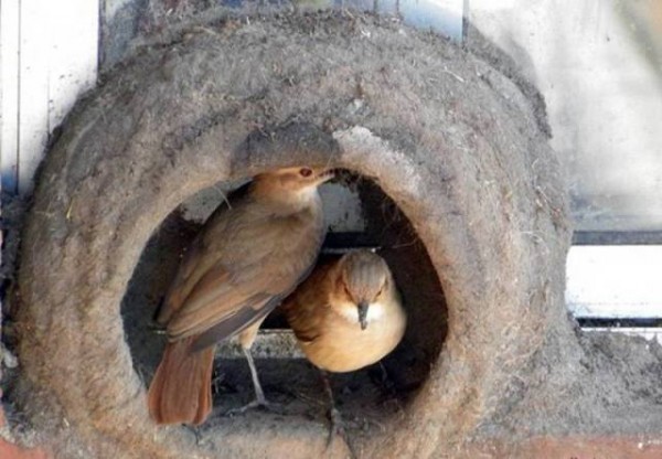 11885154_998893036874313_6220044584135181811_n