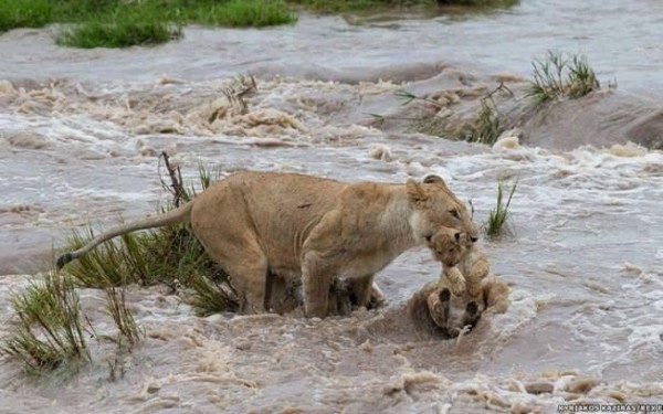 11885185_1000327356730881_1538911957973819913_n