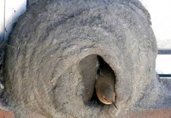 11887850_998893400207610_3519766002380713187_n