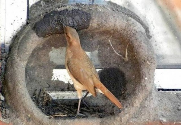 11889585_998892813541002_2632074816221761015_n