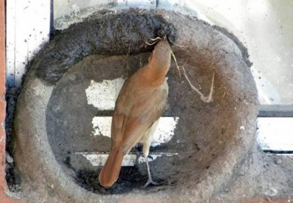 11891195_998892783541005_7842810119585444016_n