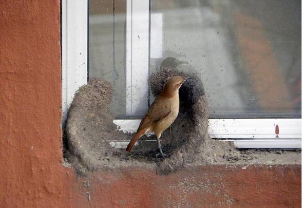 11891262_998892840207666_3876215941303211385_n