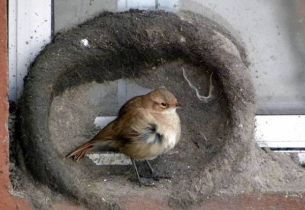 11892065_998892606874356_2949331401272834004_n