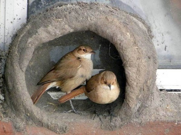 11895945_998893546874262_1207663216670393556_n