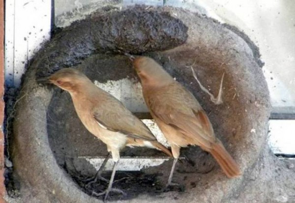 11896046_998892846874332_8123423418905065615_n