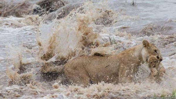 11899763_1000327303397553_5780313774673237302_n