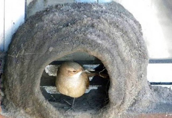 11899952_998893080207642_3700293471753250591_n