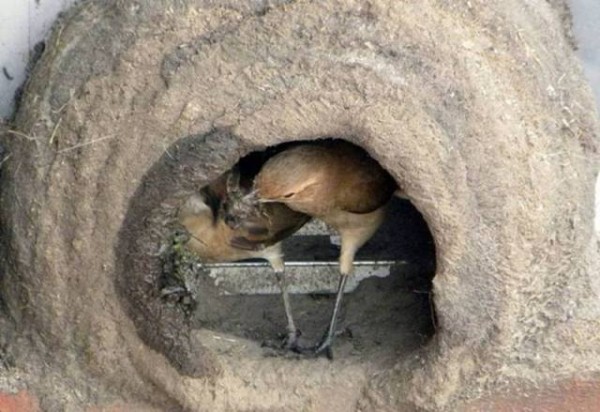 11902553_998893196874297_2295807012887928155_n