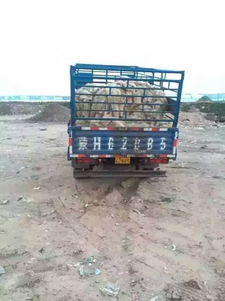 11988607_891088304293857_2603238428591578971_n