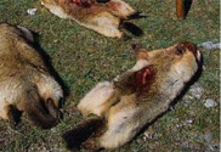 18fd03927c95aaforiginal