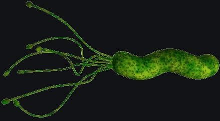 pylori