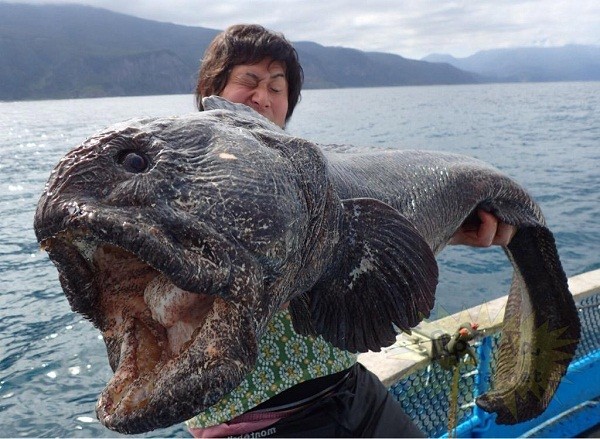 Íàäî çàìåòèòü, ÷òî Õèðîøè íå îáû÷íûé ðûáàê  îí èçâåñòåí òåì, ÷òî ëîâèò è çàòåì ñúåäàåò íåîáû÷íûõ ìîðñêèõ òâàðåé. Íà ýòîò ðàç îí çàÿâèë æóðíàëèñòàì: «×òîáû ïîéìàòü ýòî ñóùåñòâî, ÿ ëåòàë íà îñòðîâ Õîêêàéäî äâàæäû íà ïðîòÿæåíèè òð¸õ ìåñÿöåâ. Íî îíî òîãî ñòîèëî».