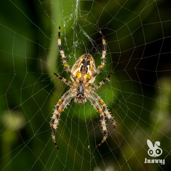 96b2bb5b92a782009e73e36fb602c8ef