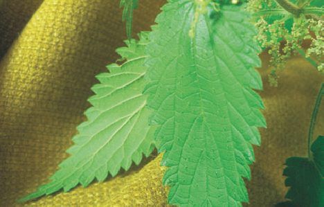 sting-plus-nettle-fabric