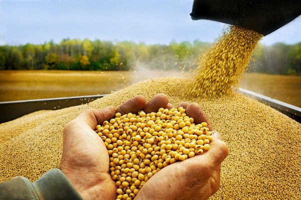 t56_1hands_soybean_w