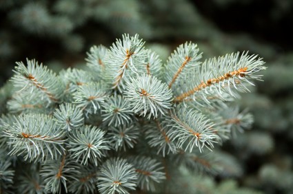 white_fir
