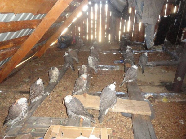 12170213_701896773243314_428680359_n