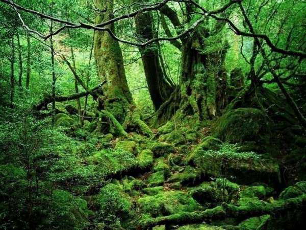 7aaae5_yakushima_japan_x800