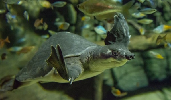 resize-feature-Oct-17-Pig-Nosed-Turtle-9726