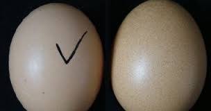 12342746_1184921831535195_2208593100182223192_n