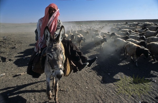 Àâãóñò 2008 ãîäà. Ïàñòóõ íà ñåâåðî-âîñòîêå Ñèðèè.