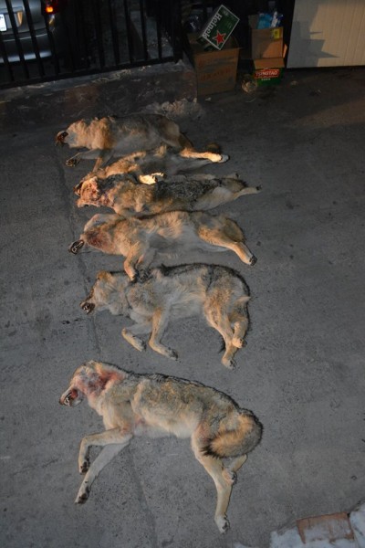 12485999_1206240402736671_7687399777145489269_o