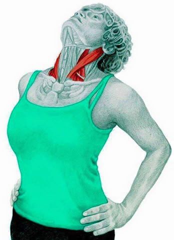 12552773_1057339570984165_3584476611498678309_n