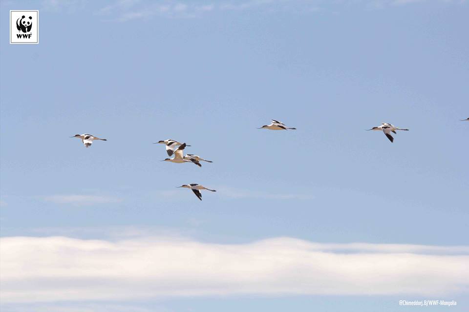 12717650_1002762356437552_8030643681305838950_n