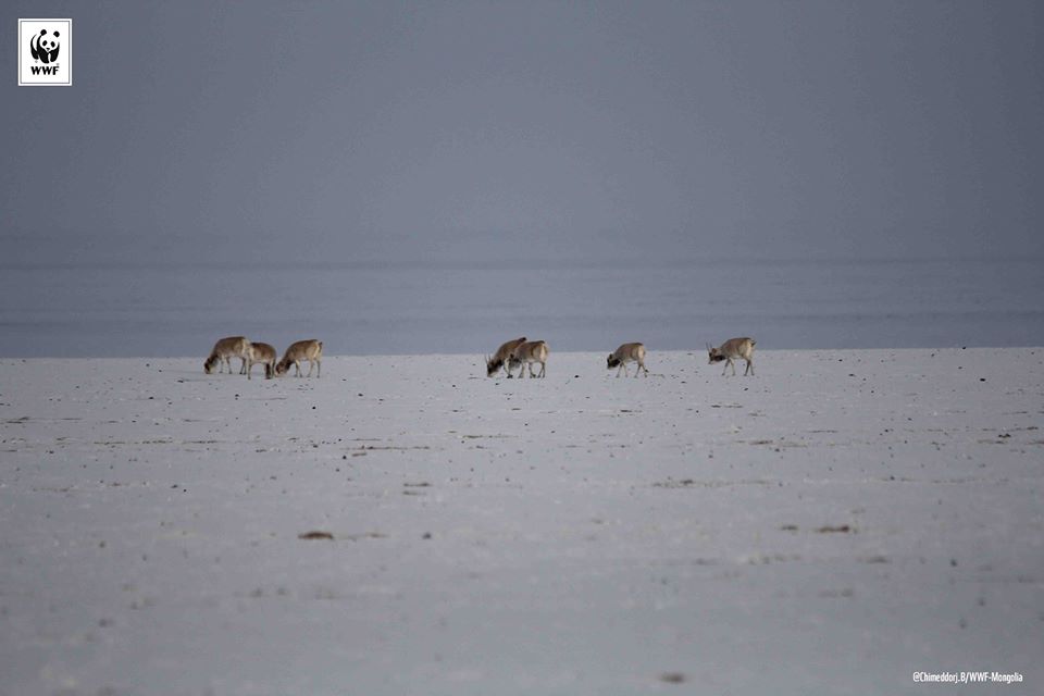 12742277_1002762239770897_2774268212176360210_n