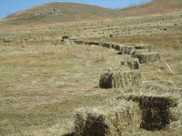 4aol428sr2681mropsvdftiku7