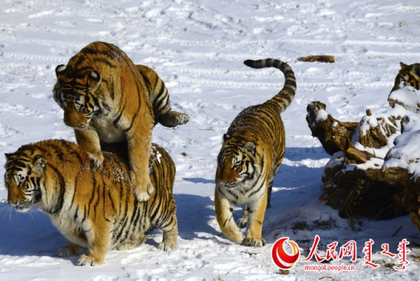 \"F2016022215160333267302576\"