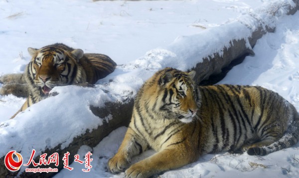 \"F2016022215161576167302577\"