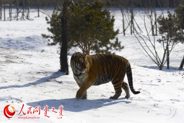 \"F2016022215162343367302578\"