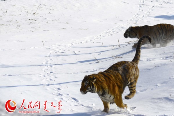 \"F2016022215170488367302581\"