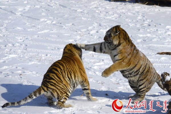 \"F2016022215172476767302583\"