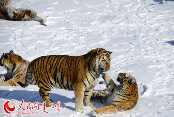 \"F2016022215174192367302585\"