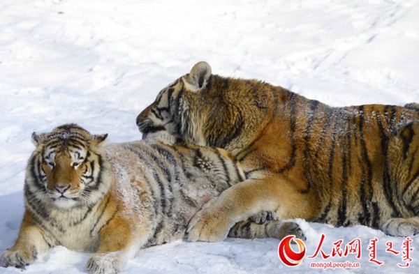 \"F2016022215181552367302588\"