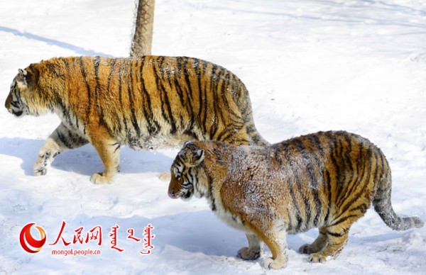 \"F2016022215182279567302589\"