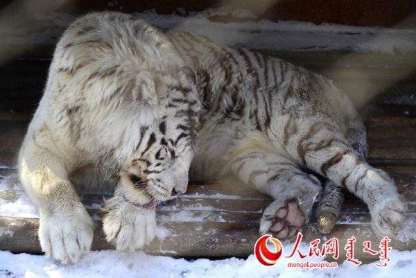 \"F2016022215183272267302590\"