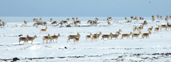 hongor-els-11-2200x800