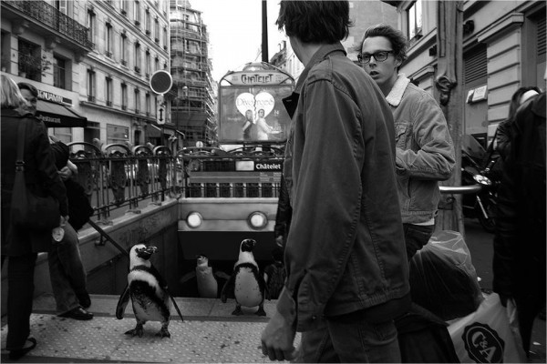 1044396_1095431087144606_9001261747190718351_n