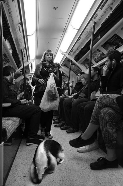 11885197_1095431090477939_2910148039847283475_n