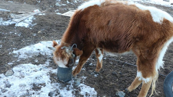 12822690_1524600857835659_1794334699_o