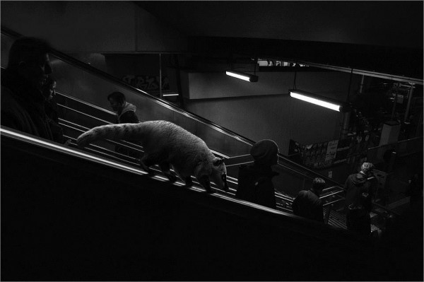 1916872_1095431453811236_4482880014993260998_n